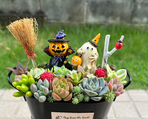 ★速達付き★♡そのまま飾れる♡ブリキ缶♬子猫ちゃんハロウィンの多肉植物寄せ植え♡ ☆送料無料☆♡そのまま飾れる♡ハロウィンの多肉植物寄せ植え