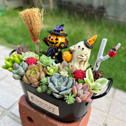 ☆ラスト1点☆送料無料☆そのまま飾れる♡ハロウィンの多肉植物寄せ ...