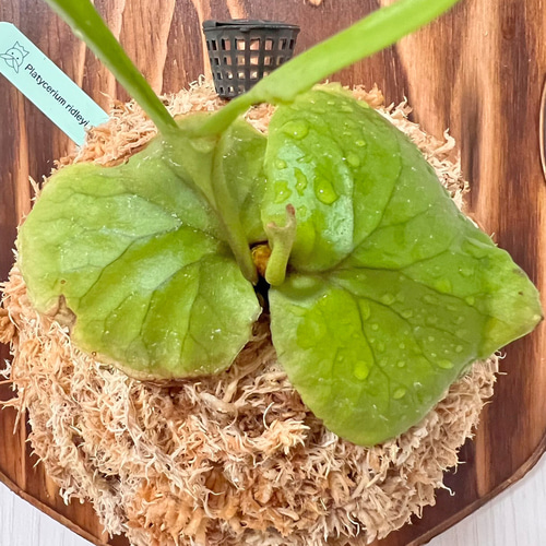 ビカクシダ リドレイ 板付 観葉植物 室内 コウモリラン