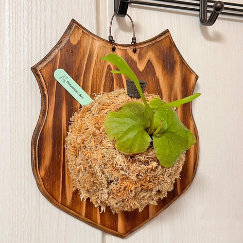 ビカクシダ リドレイ 板付 観葉植物 室内 コウモリラン インテリア