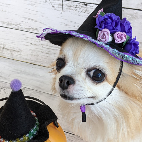 かりん様❤️秋冬お洋服♡お帽子♡ハンドメイド犬服♡ 新作☆ぼっこりかぼちゃのハロウィントップス】Koguma dress・犬