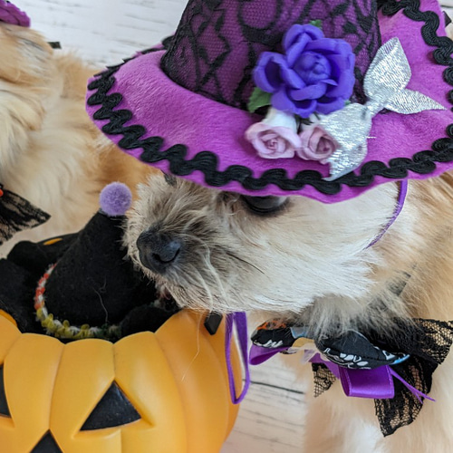 ハロウィン 犬・猫用ハット (S)パープルレース とんがり帽子 ハロウィン 犬・猫用ハット (S)パープルレース とんがり帽子