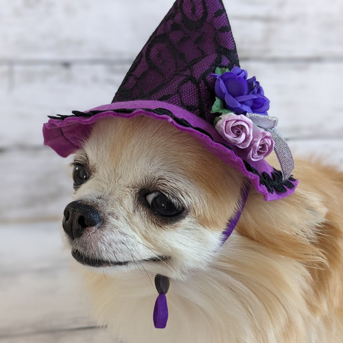 ハロウィン 犬・猫用ハット （S）パープルレース とんがり帽子