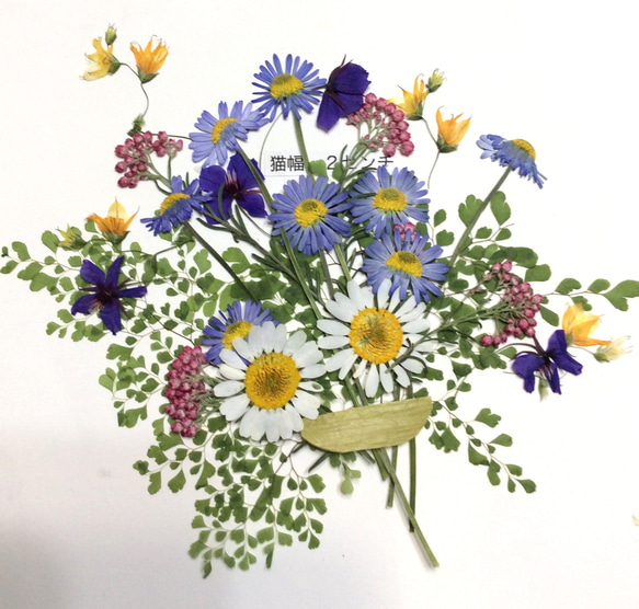 デージーの花束の押し花素材セット 1枚目の画像