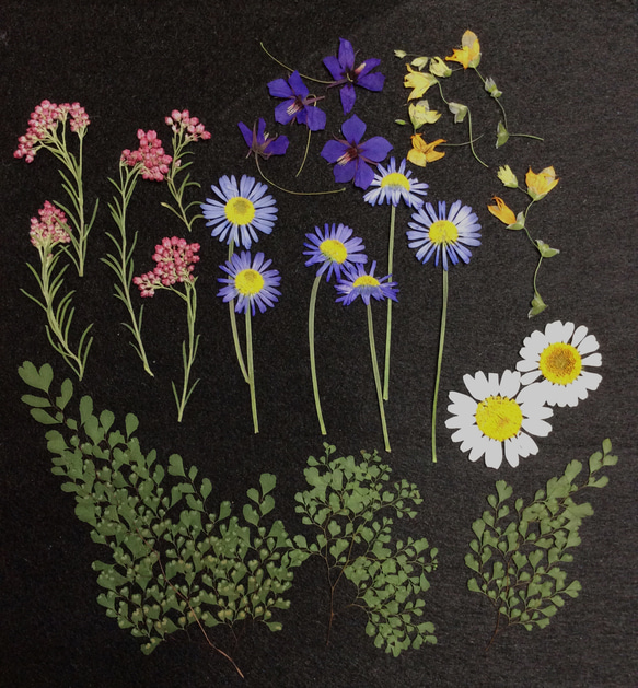 デージーの花束の押し花素材セット 3枚目の画像