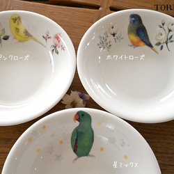 インコ　パスタ＆カレー皿　（鳥80羽の中から選べる） 4枚目の画像