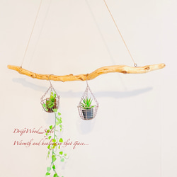 流木インテリア 枝のうねりが美しい天然流木のハンガーラック 北欧 衣装掛け ハンギング 吊り下げ エアプラント N1 3枚目の画像