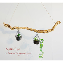 流木インテリア 枝のうねりが美しい天然流木のハンガーラック 北欧 衣装掛け ハンギング 吊り下げ エアプラント N2 1枚目の画像