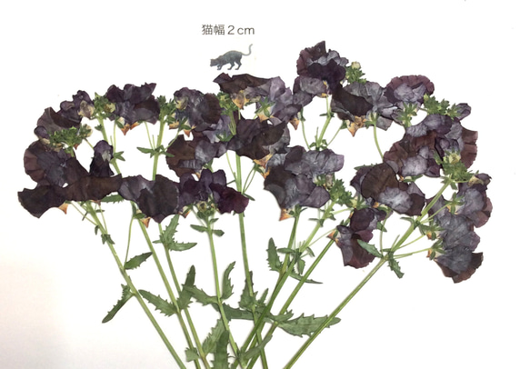 ネメシアの押し花素材(赤系) 1枚目の画像