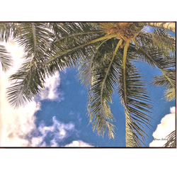 【送料無料】 ハワイの風景☆Palm tree No.639  フレーム付 　A4サイズ 2枚目の画像