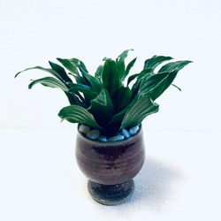 ハイドロカルチャー　ドラセナ  グレイガイ ジャネット　コンパクタ  小石原焼　陶器　観葉植物 5枚目の画像