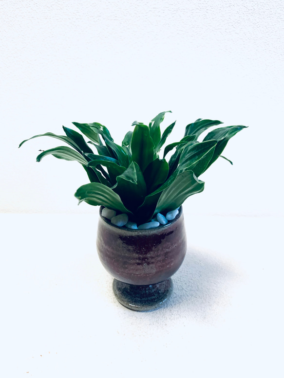 ハイドロカルチャー　ドラセナ  グレイガイ ジャネット　コンパクタ  小石原焼　陶器　観葉植物 5枚目の画像
