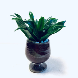 ハイドロカルチャー　ドラセナ  グレイガイ ジャネット　コンパクタ  小石原焼　陶器　観葉植物 8枚目の画像