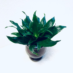 ハイドロカルチャー　ドラセナ  グレイガイ ジャネット　コンパクタ  小石原焼　陶器　観葉植物 7枚目の画像