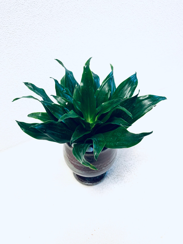 ハイドロカルチャー　ドラセナ  グレイガイ ジャネット　コンパクタ  小石原焼　陶器　観葉植物 7枚目の画像