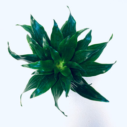 ハイドロカルチャー　ドラセナ  グレイガイ ジャネット　コンパクタ  小石原焼　陶器　観葉植物 2枚目の画像