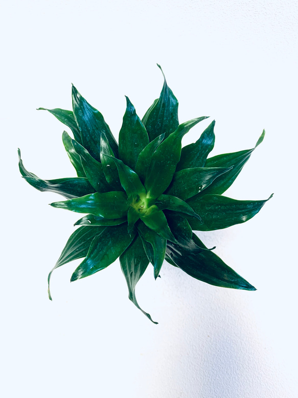 ハイドロカルチャー　ドラセナ  グレイガイ ジャネット　コンパクタ  小石原焼　陶器　観葉植物 2枚目の画像