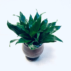 ハイドロカルチャー　ドラセナ  グレイガイ ジャネット　コンパクタ  小石原焼　陶器　観葉植物 4枚目の画像