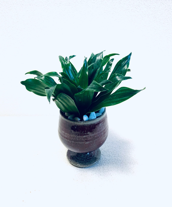 ハイドロカルチャー　ドラセナ  グレイガイ ジャネット　コンパクタ  小石原焼　陶器　観葉植物 3枚目の画像