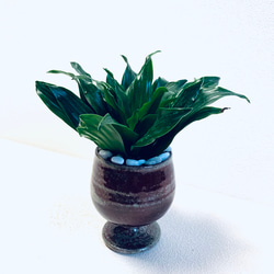 ハイドロカルチャー　ドラセナ  グレイガイ ジャネット　コンパクタ  小石原焼　陶器　観葉植物 6枚目の画像