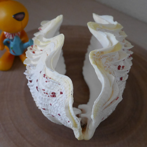 激レア！激美！ 黄色い 天然 シャコ貝 2枚1組 宮古島産 A級品 素材