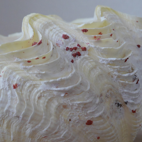 激レア！激美！ 黄色い 天然 シャコ貝 2枚1組 宮古島産 A級品 素材