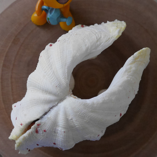 激レア！激美！ 黄色い 天然 シャコ貝 2枚1組 宮古島産 A級品