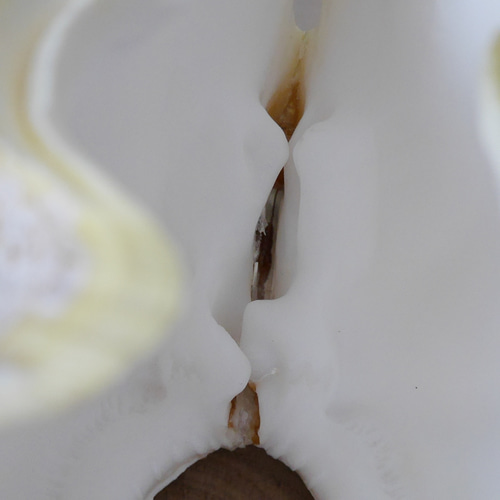 激レア！激美！ 黄色い 天然 シャコ貝 2枚1組 宮古島産 A級品 素材