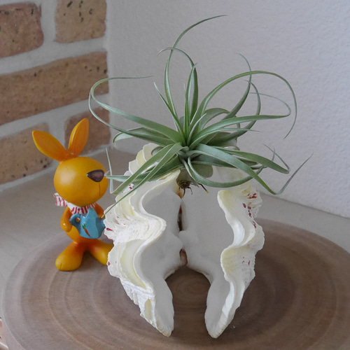 激レア！激美！ 黄色い 天然 シャコ貝 2枚1組 宮古島産 A級品 素材