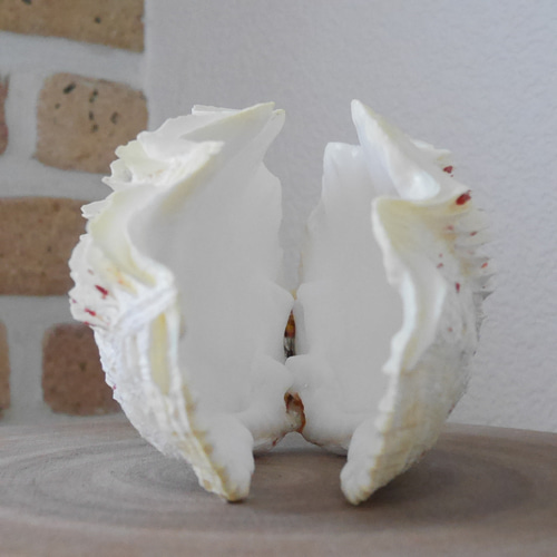 激レア！激美！ 黄色い 天然 シャコ貝 2枚1組 宮古島産 A級品 素材