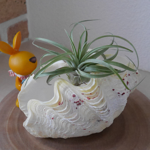 激レア！激美！ 黄色い 天然 シャコ貝 2枚1組 宮古島産 A級品 素材