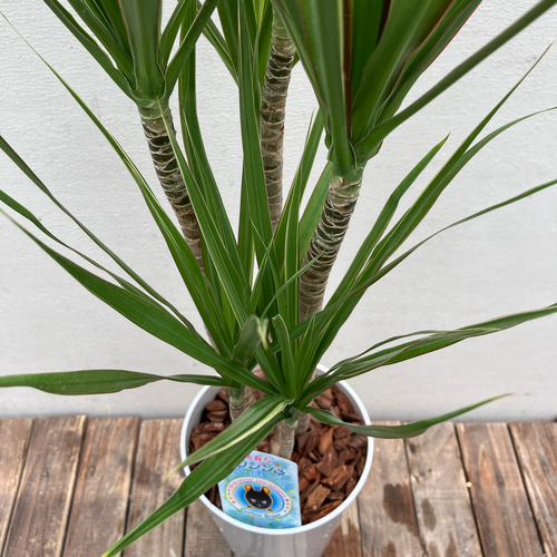 ドラセナ コンシンネ＊ホワイトホリー＊青年の木＊観葉植物＊ アート