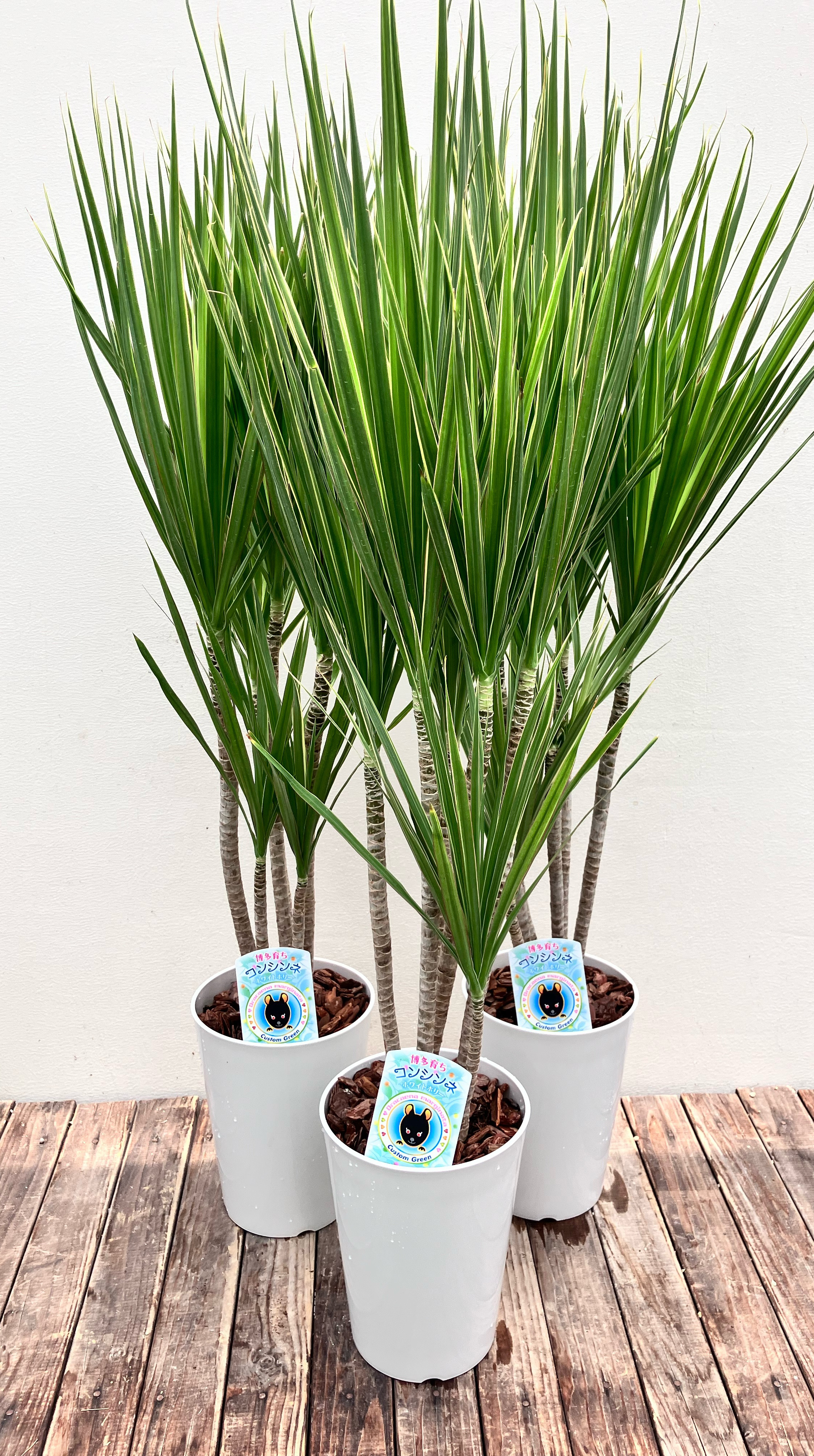 コンシンネホワイトボリー A20 現物販売 インテリア 観葉植物