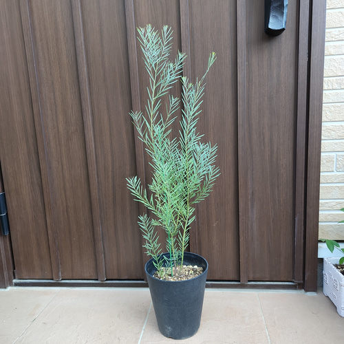 アカシア スノーウィーリバー/131 アカシア スノーウィーリバー/131