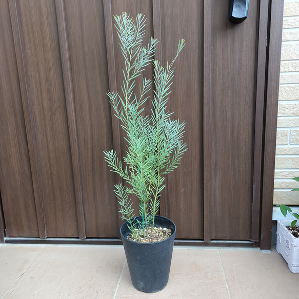 アカシア スノーウィーリバーワトル ブアマニー 鉢植え 苗木