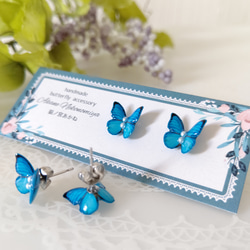 蝶々チャーム ♪マスクチャーム。モルフォ蝶、新色モルフォ。青い蝶