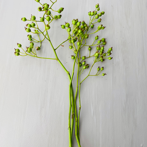 野ばら グリーンの実 枝物 インテリア 青ノイバラ インテリア グリーン