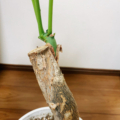 ②ムーンライト　斑入りパキラ　接木 パキラミルキーウェイ#パキラムーンライト#ロイヤルホームセンター