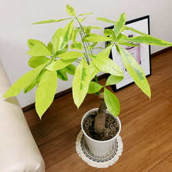 パキラ　ムーンライト　接木 2ヶ所 レア観葉植物パキラ・ムーンライト 接木 一輪挿し・花瓶・花器