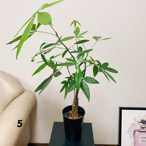 かなり良いパキラ　観葉植物　室内　鉢植え