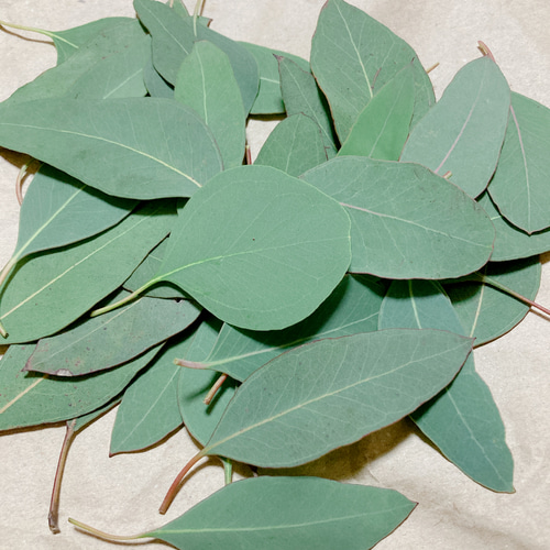 No.107 ユーカリポポラス　ドライフラワー　花材　８０サイズ ユーカリポポラス80サイズ箱いっぱい ドライフラワー花材 ポポ