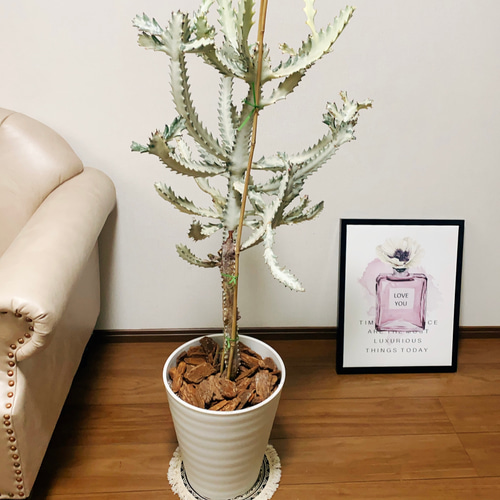 ユーフォルビア　ホワイトゴースト　3【現品】☆希少☆ 観葉植物　室内 楽天市場】ユーフォルビア ホワイトゴースト 3号 白い幽霊