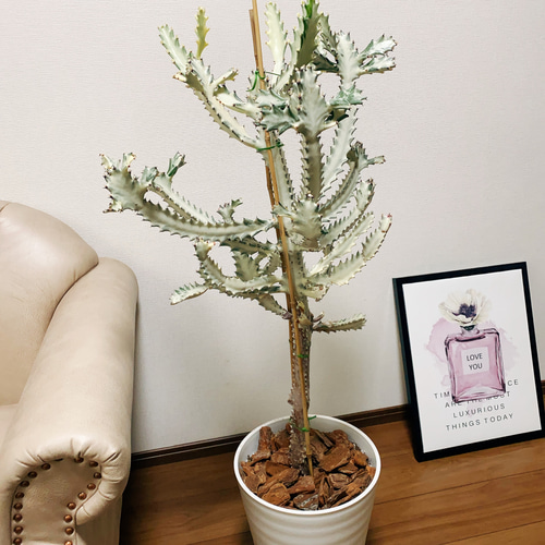 現品］【希少】ユーフォルビア ホワイトゴースト 10号 観葉植物 大型