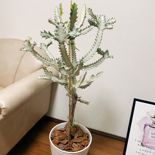 現品］【希少】ユーフォルビア ホワイトゴースト 10号 観葉植物 大型
