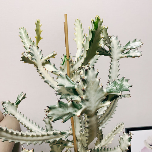 現品］【希少】ユーフォルビア ホワイトゴースト 10号 観葉植物 大型