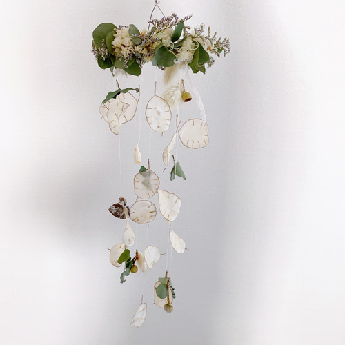 風を感じて ゆらゆら揺らめく ルナリアフライングリース フラワー