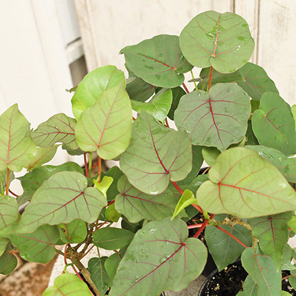 観葉植物 フィカス ペティオラリス 4号 希少 個性派 赤ウンベラータ グリーン インテリア 丈夫 おしゃれ 室内 1枚目の画像