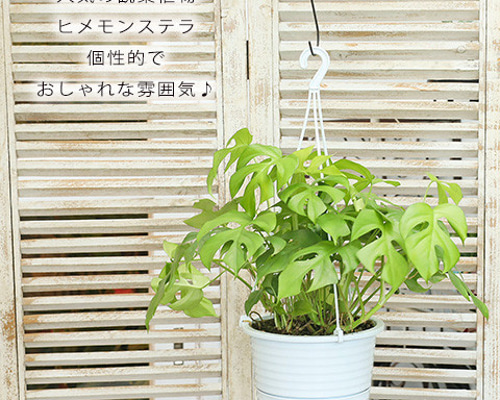 鉢ごと発送＊大サイズヒメモンステラ花言葉が