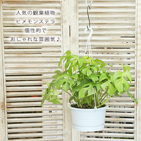 ヒメモンステラ吊り下げ式観葉植物一点物 ヒメモンステラ吊り下げ式観葉植物一点物 ヒメモンステラ吊り