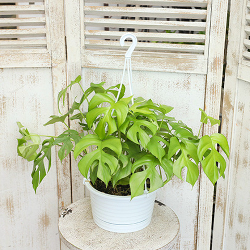 鉢ごと発送＊大サイズヒメモンステラ花言葉が